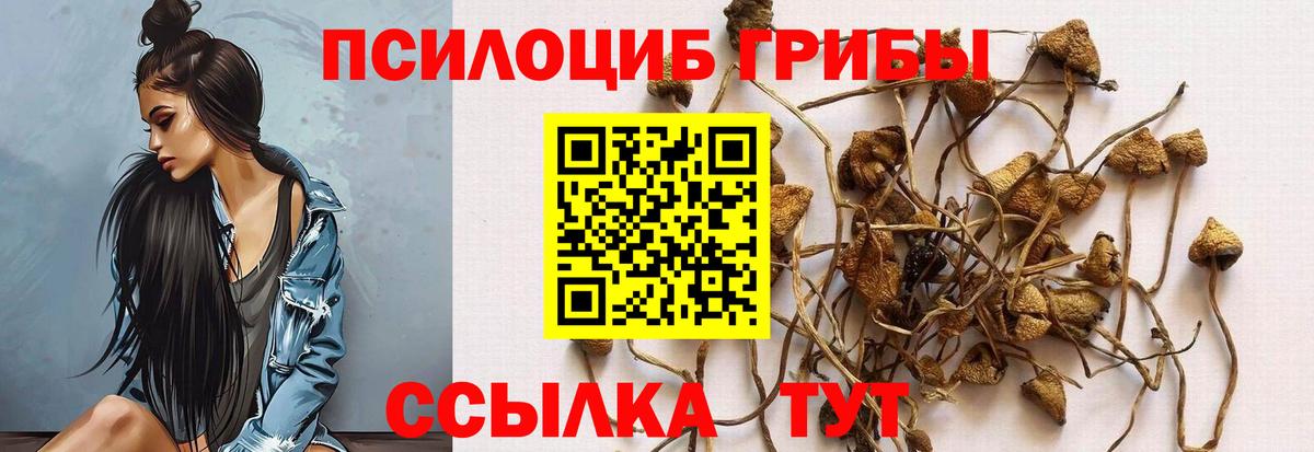 Псилоцибиновые грибы MAGIC MUSHROOMS  купить наркоту  Северобайкальск  Вход с VPN 